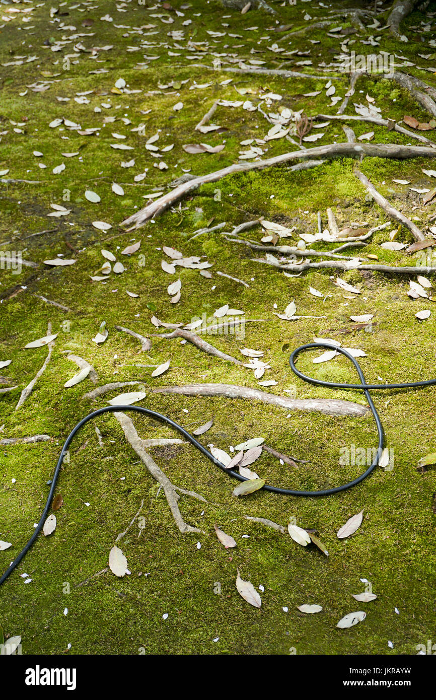 Erhöhte Ansicht des Kabels inmitten von Laub auf dem Rasen, Kyoto, Japan Stockfoto