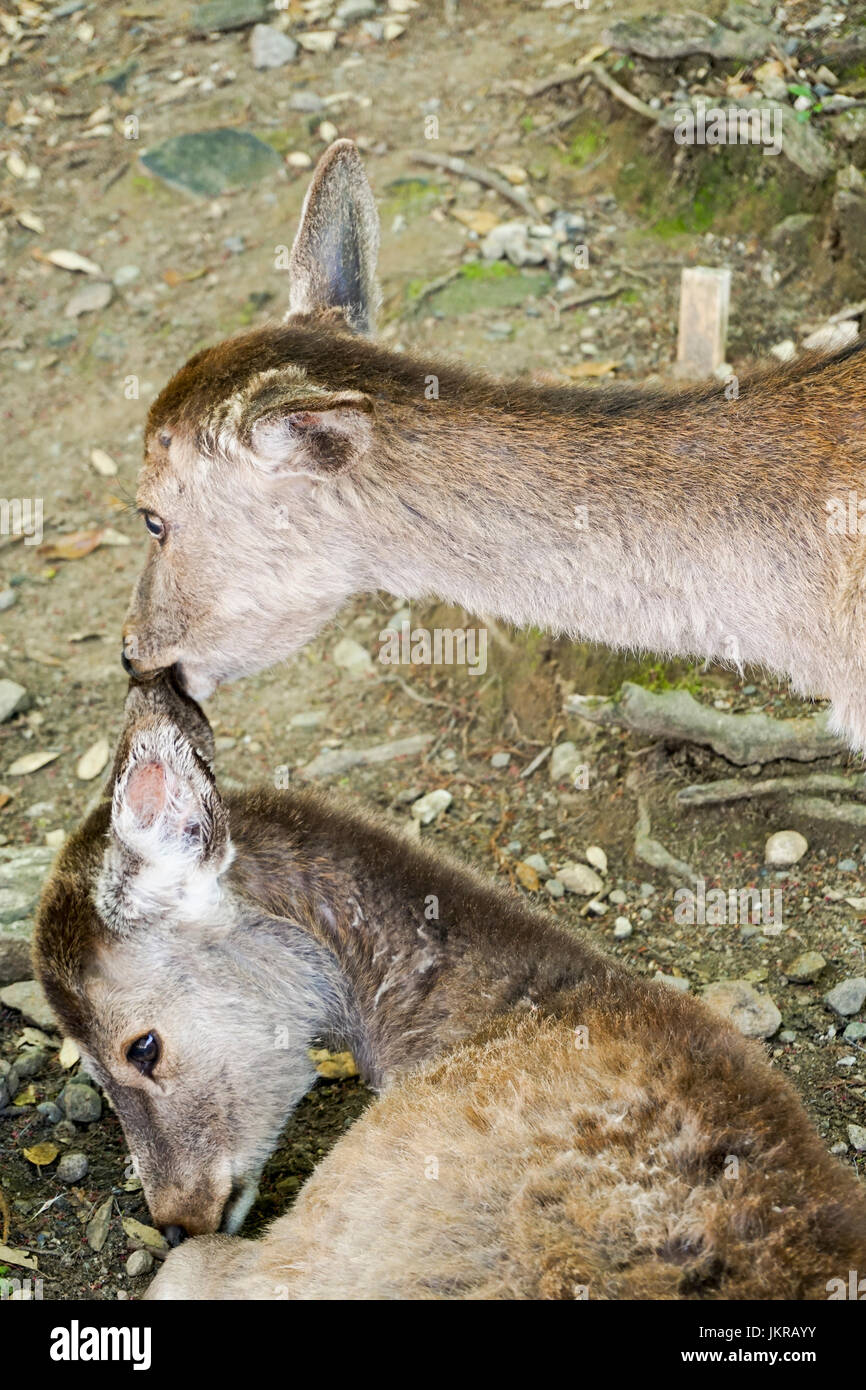 Erhöhte Ansicht der Hirsche beißen Ohr, Nara, Japan Stockfoto