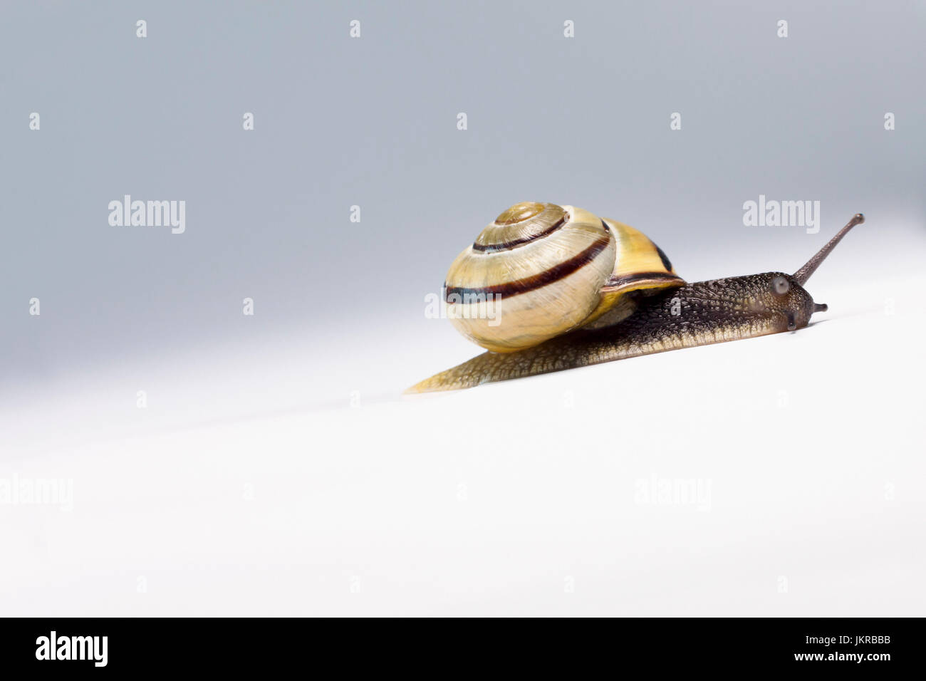 Nahaufnahme der Schnecke auf weißem Hintergrund Stockfoto