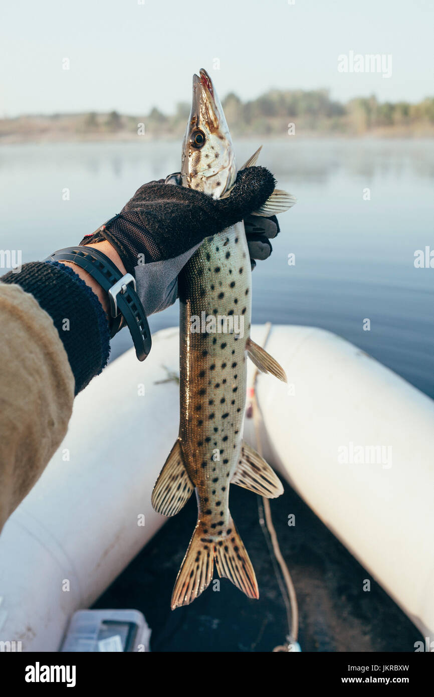 Abgeschnitten von Menschenhand halten Forelle im Schlauchboot am Fluss Stockfoto