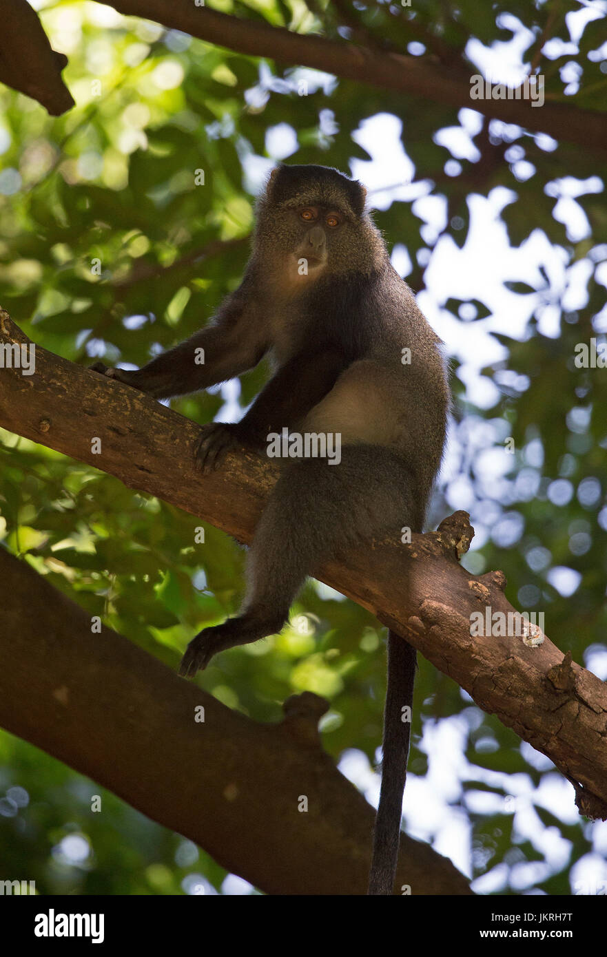 African Blue Monkey Stockfoto