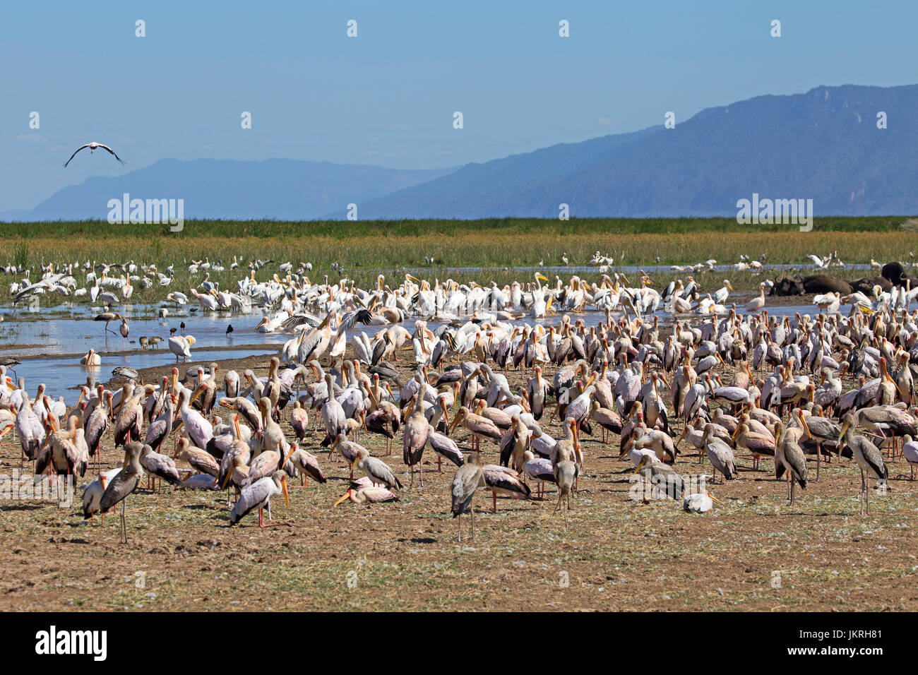 Tausende von afrikanischen Pelikane Stockfoto