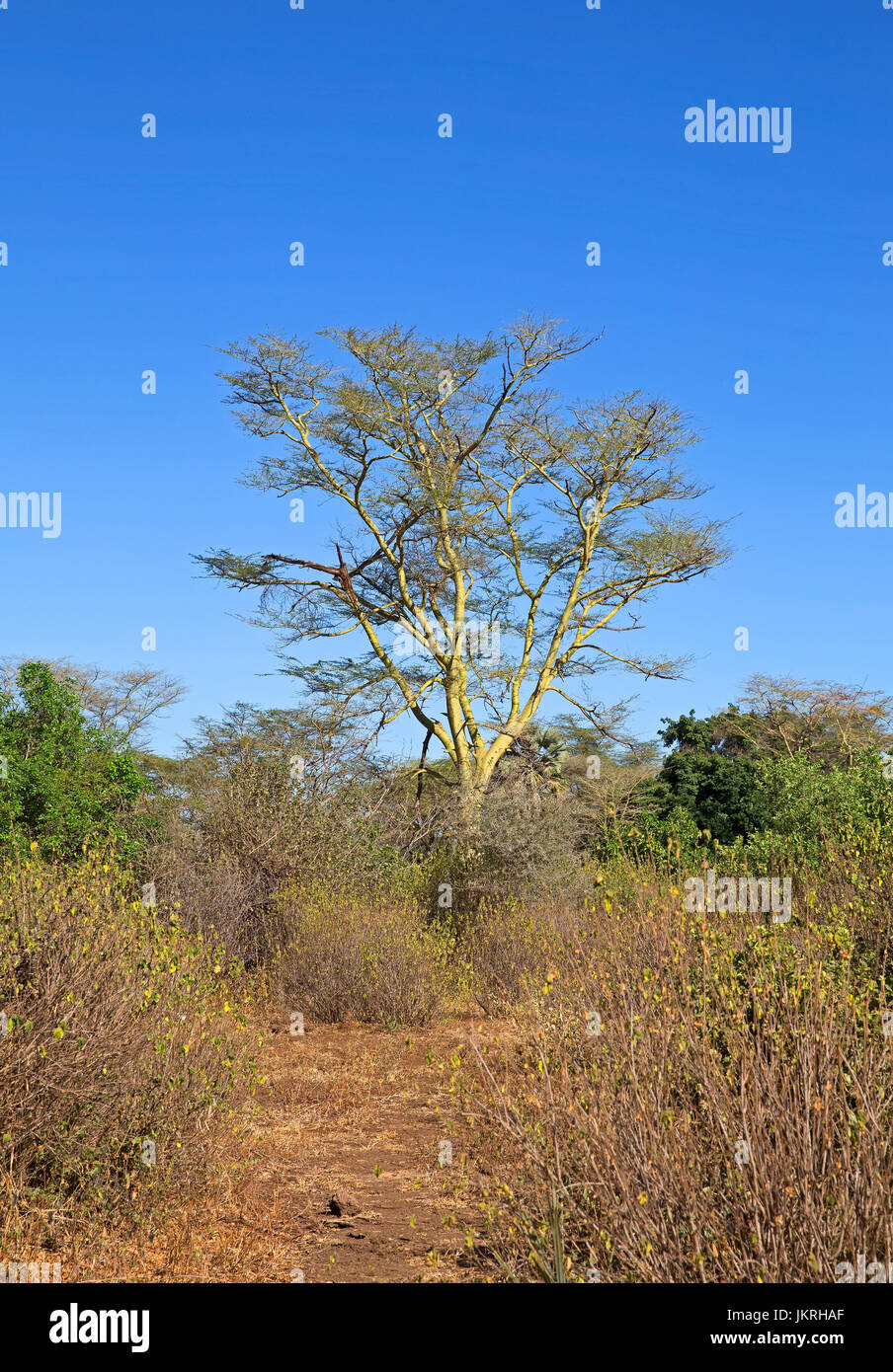 Gelbe acacia Landschaft in Tansania Stockfoto