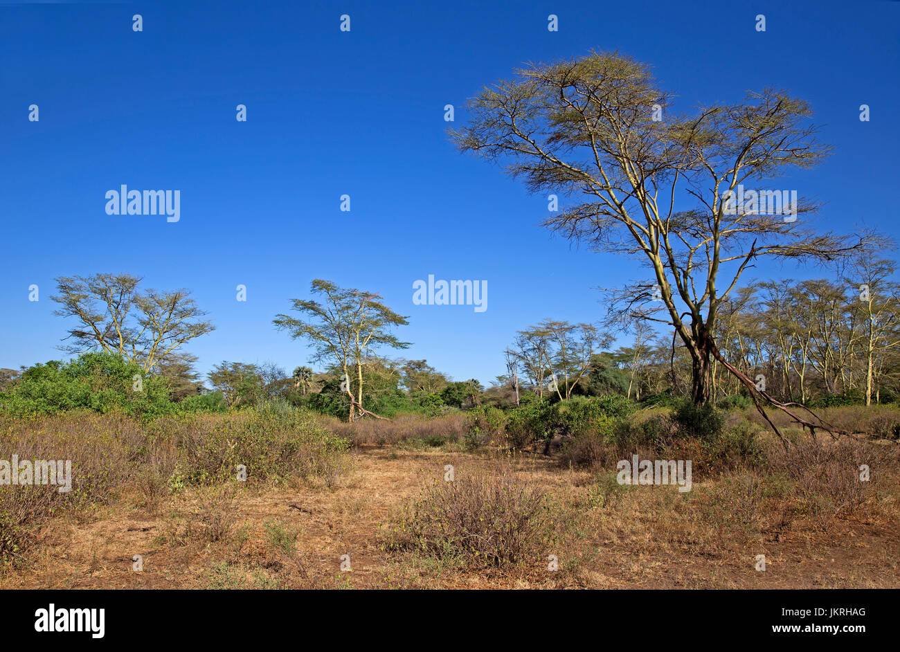 Gelbe acacia Landschaft in Tansania Stockfoto