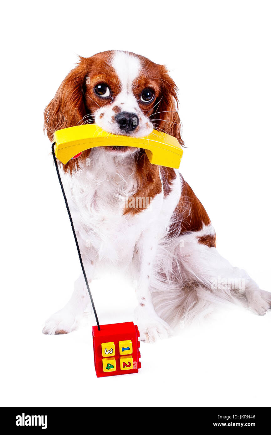 Call-Center. Tier Haustier Hund Dienstleistungskonzept. Stockfoto
