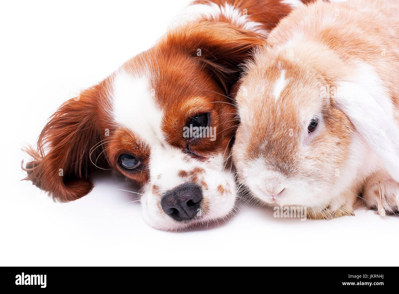 Tierfreunde. Haustier Feinde oder echte Freundschaft kann wahr sein? Hund und Hase zusammen lop. Cavalier King Charles Spaniel Fotos. Stockfoto