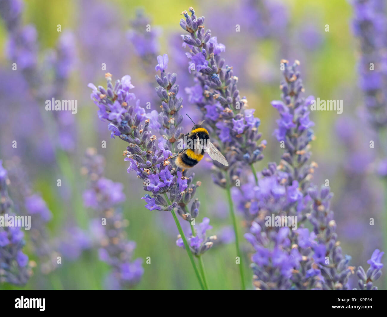 Garten Bumblebee Bombus Hortorum Fütterung auf Garten Lavendel Sommer Stockfoto