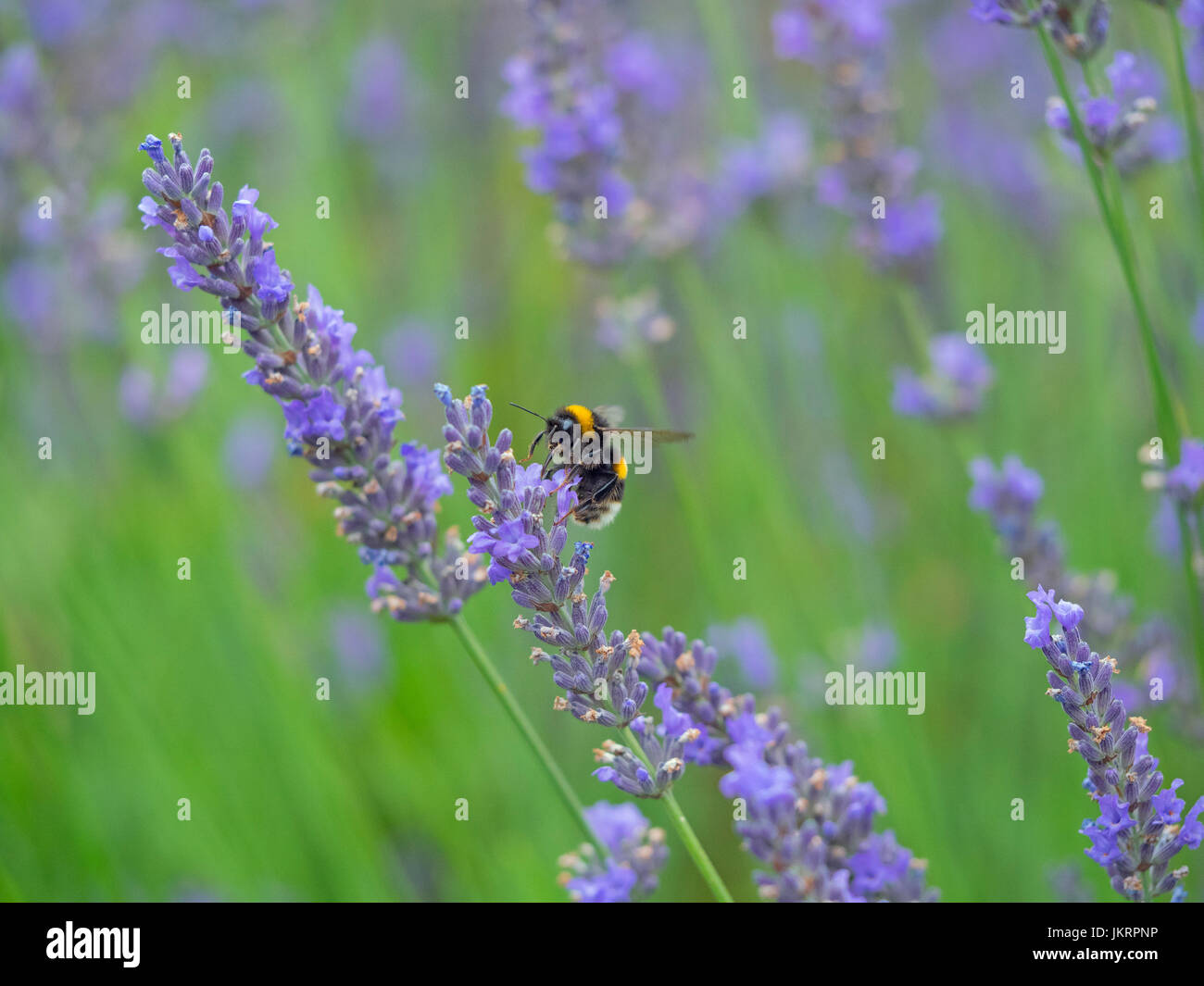 Garten Bumblebee Bombus Hortorum Fütterung auf Garten Lavendel Sommer Stockfoto