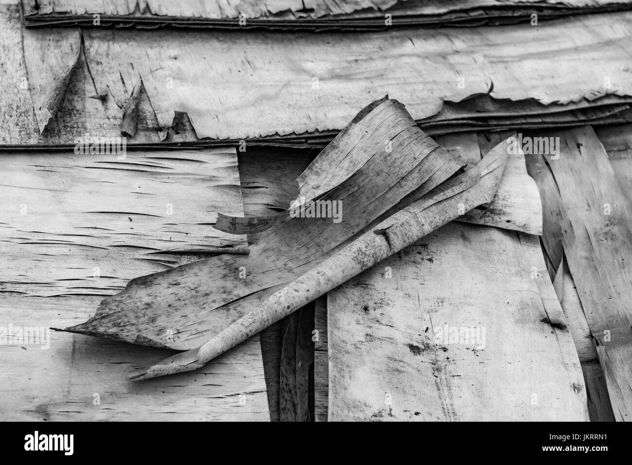 Schwarz-weißes Bild von alten abblätternden Sperrholzschichten, die sich trennen. Alte Holzstruktur. Stockfoto