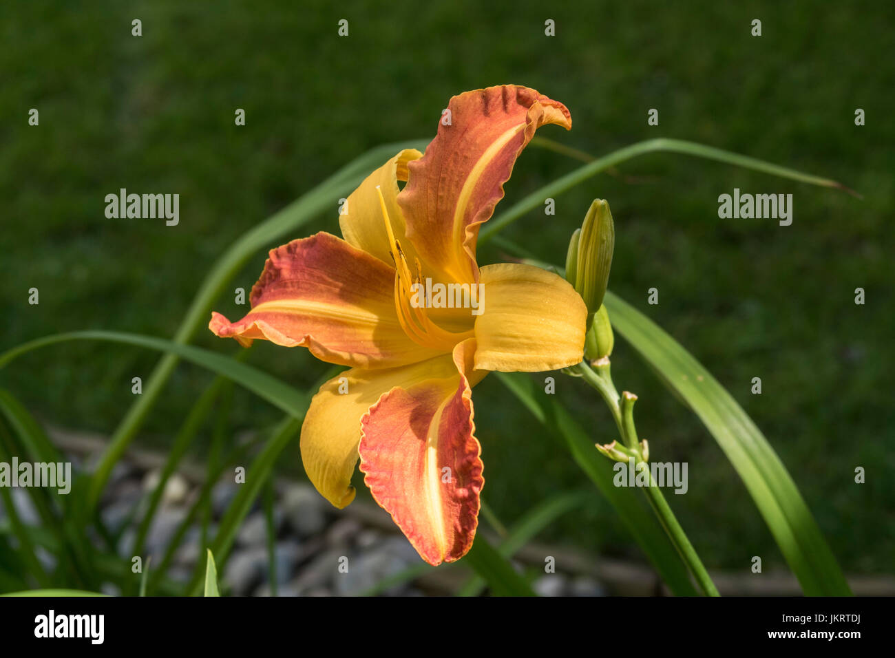 Hemerocallis Frans Hals, Taglilie, Taglilien, in Blüte. Stockfoto