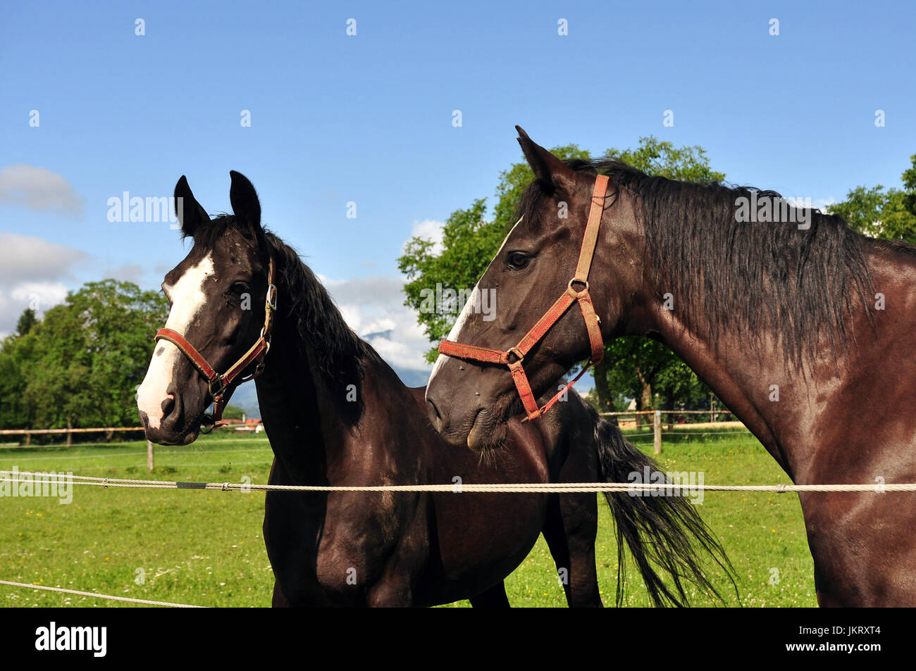 Zwei Pferde auf dem grünen Feld Stockfoto