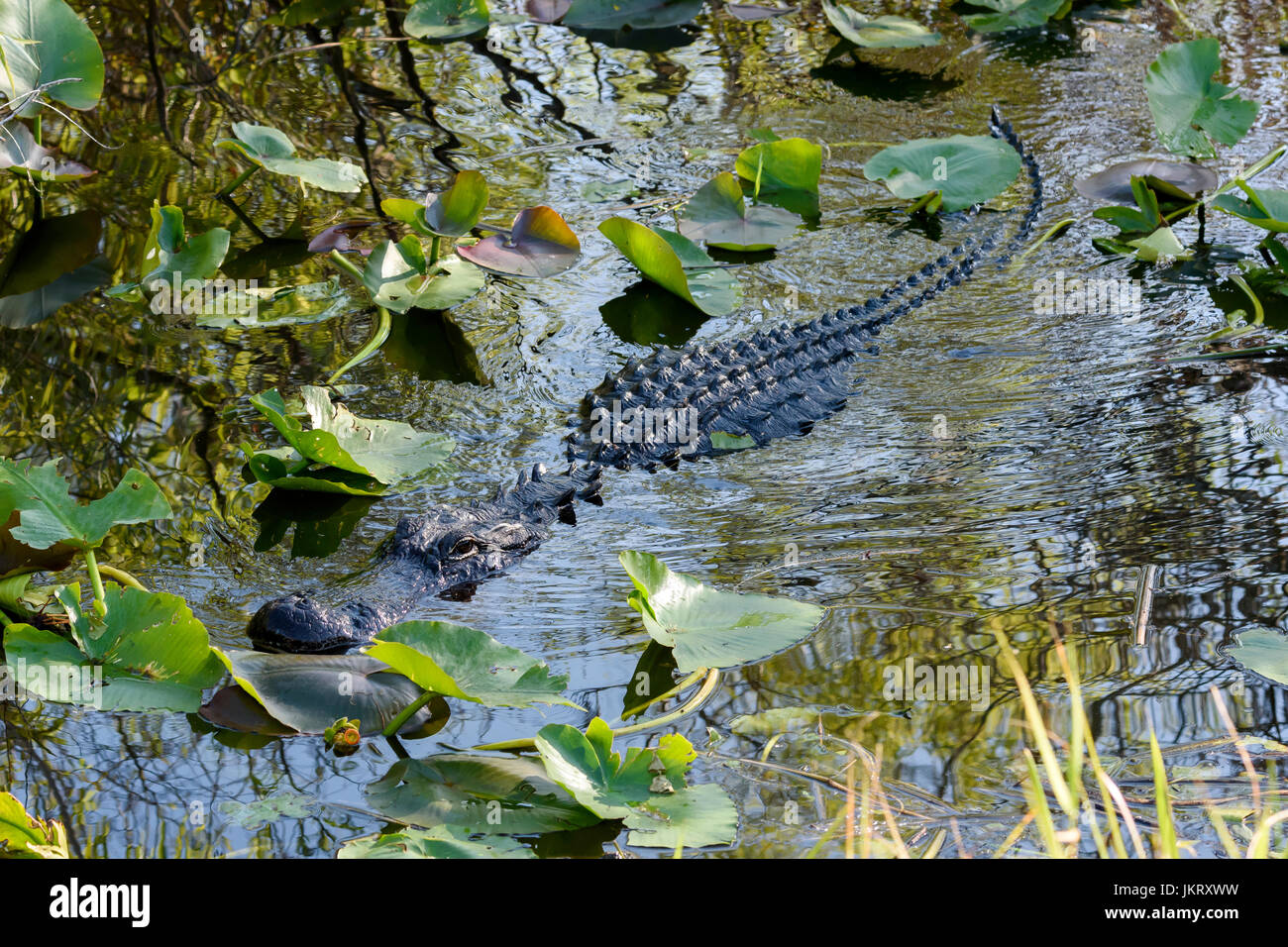 American alligator (Alligator mississippiensis) im Wasser, Anhinga Trail, Everglades National Park, Florida, USA Stockfoto