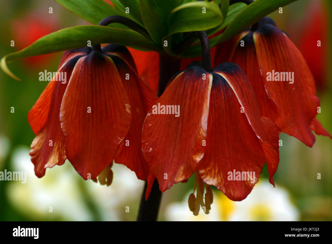 Imperial Crown Tulpen Stockfoto