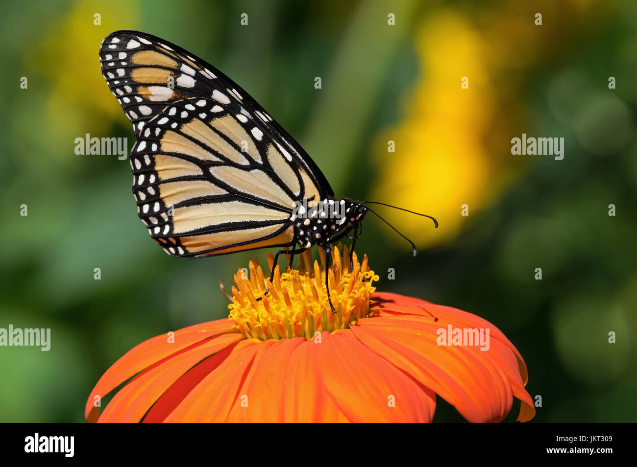 Monarchfalter auf Tithonia Diversifolia oder mexikanische Sonnenblume. Der Monarch ist ein Milkweed Butterfly in der Familie Nymphalidae Stockfoto