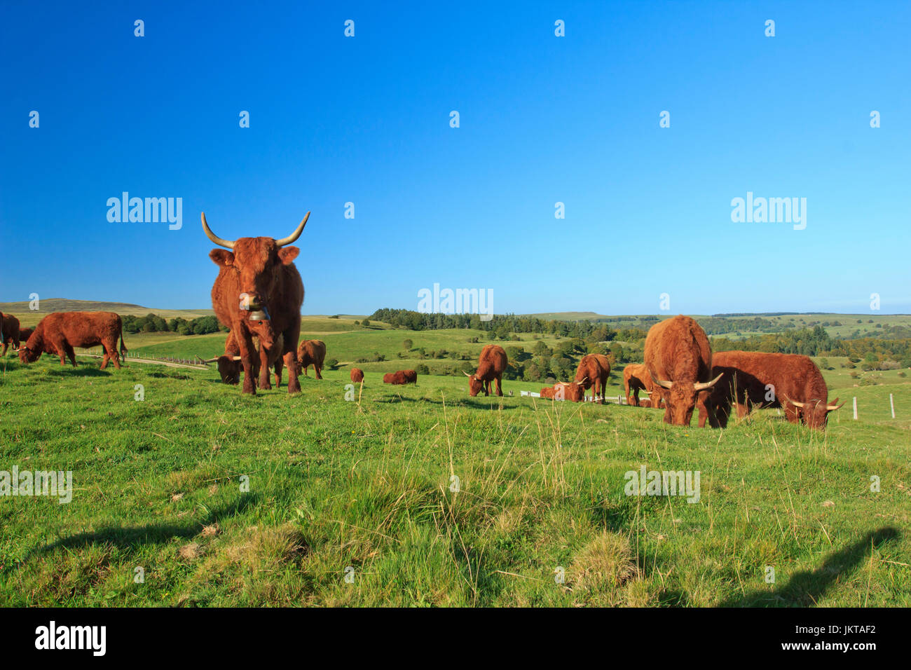 Frankreich, Cantal (15), Saint-Hippolyte, Vaches de Rasse Salers / / Frankreich, Cantal, Parc Naturel Regional des Vulkane d ' Auvergne (Auvergne Vulkane Natura Stockfoto