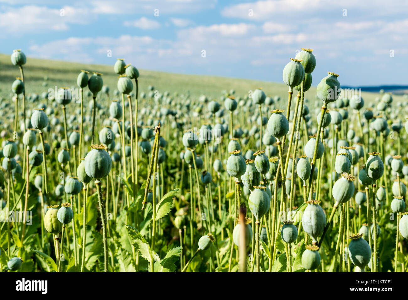 Der Teil des großen Feld mit Anbau von grünen Mohn. Etwas Mohn im Vordergrund fokussiert sind. Im glatten verschwommenen Hintergrund ist grüne Wiese, blauen Himmel und Stockfoto