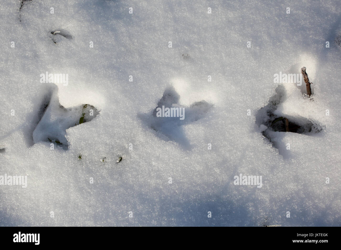 Wasservögel Fußabdrücke im Schnee Stockfoto
