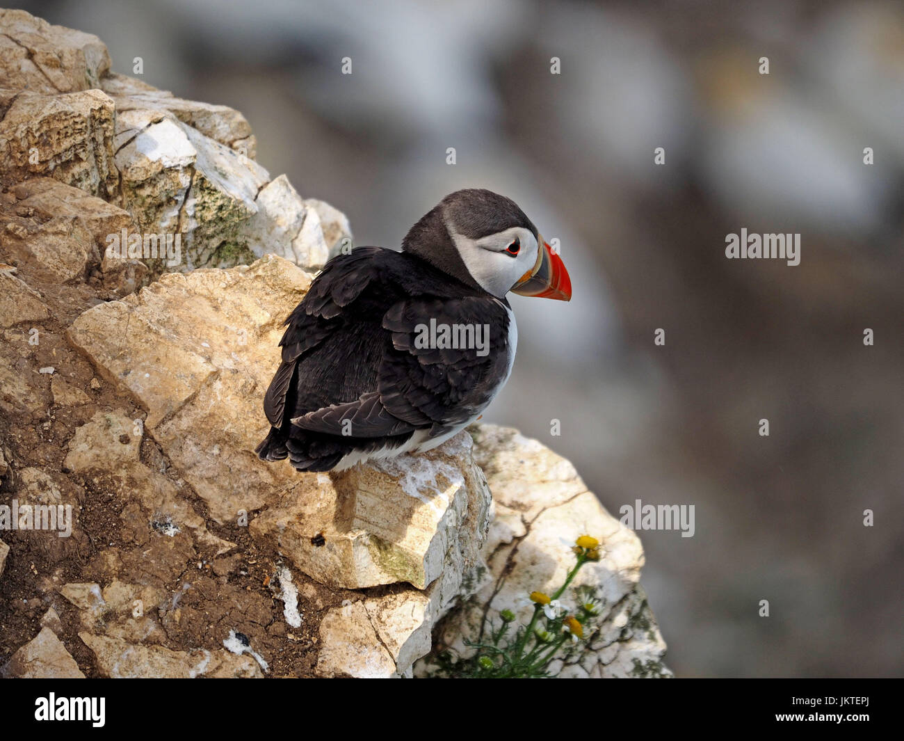 Papageitaucher (Fratercula Arctica) in der Seevogel Kolonie bei Bempton Cliffs, North Yorkshire, England, UK Stockfoto