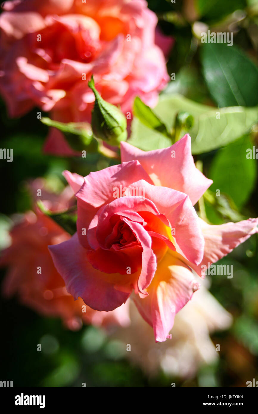 Pink rose bud mit unscharfen grüner Hintergrund Stockfoto