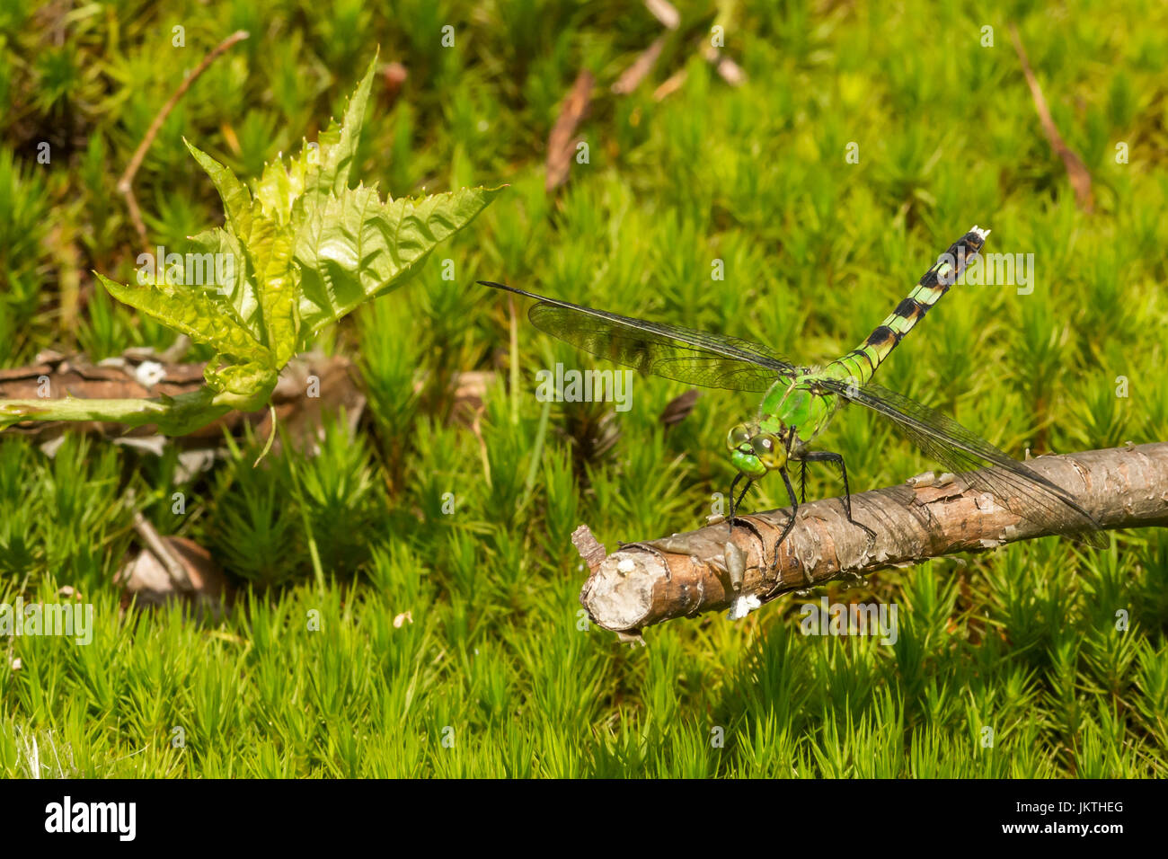 Eine Nahaufnahme von einem östlichen Pondhawk Stockfoto