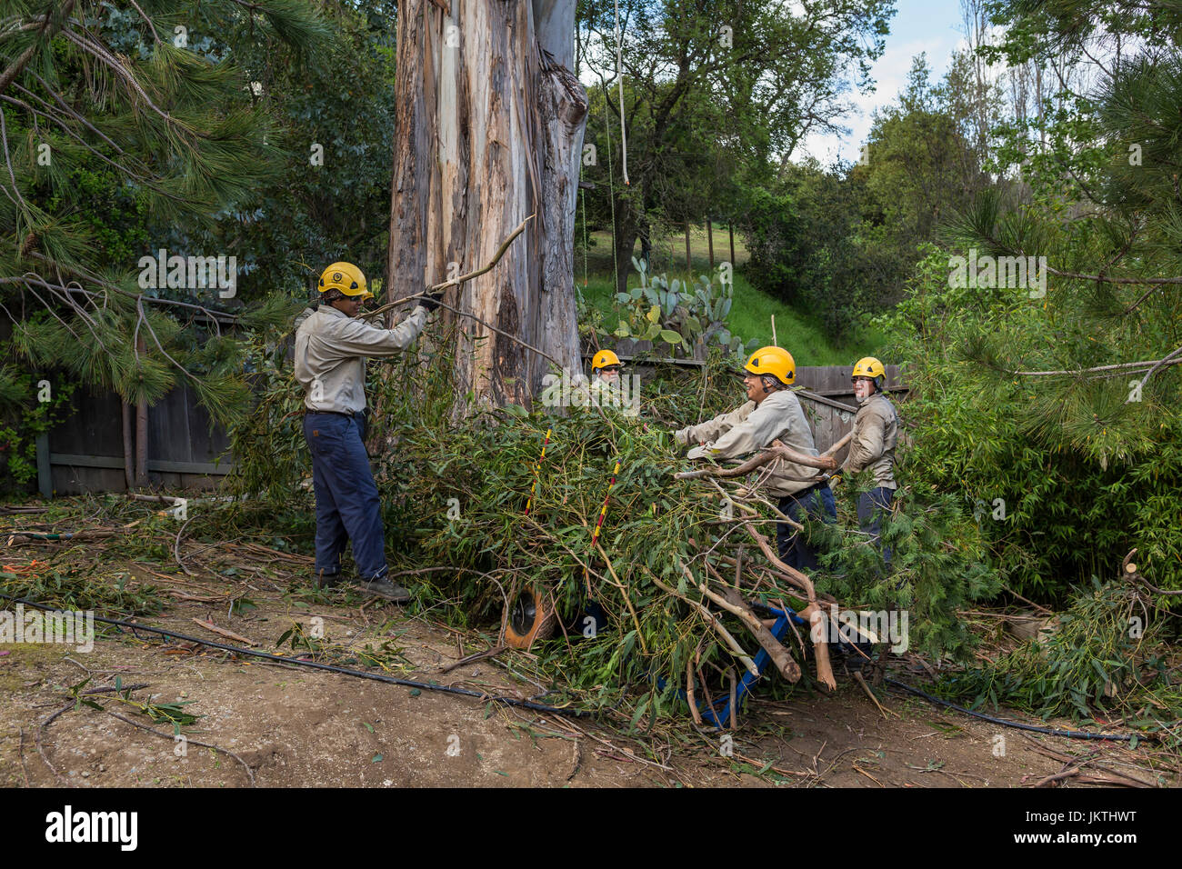 Baumtrimmer, Filiale Baumtrimmer, trimmen, Ast, Blue Gum Eukalyptus-Baum, Baumpflege, Waldarbeiter, Stadt Novato, Marin County, Kalifornien Stockfoto