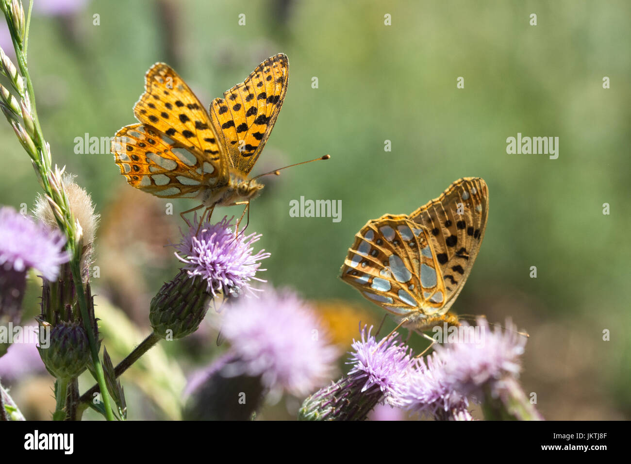 Königin von Spanien Fritillary Schmetterlinge (Issoria Lathonia) in den französischen Alpen (Alpes de Hautes Provence) in Frankreich, Europa Stockfoto
