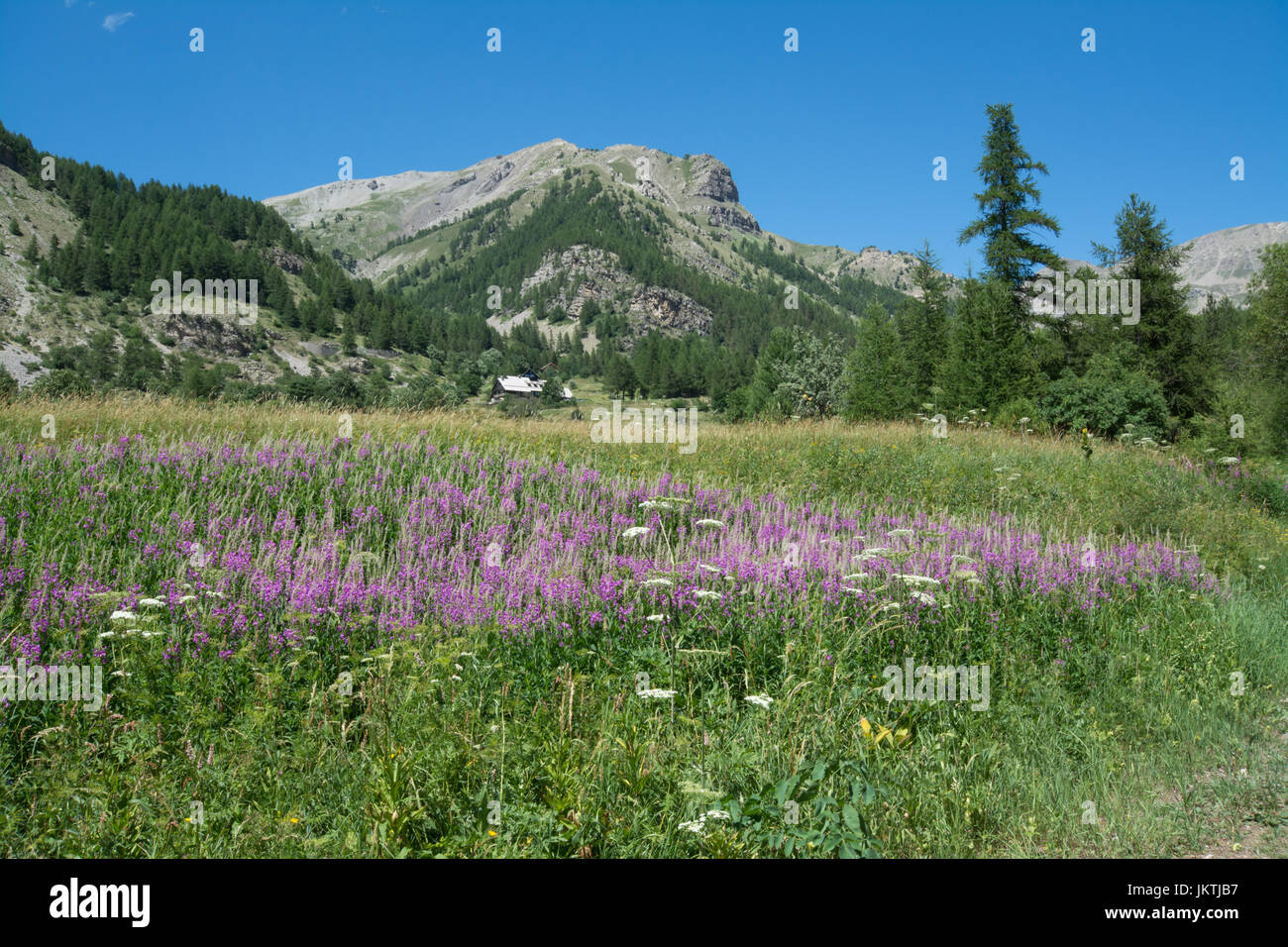 Blick auf blühende Wiese mit Bergen im Hintergrund in den französischen Alpen Stockfoto