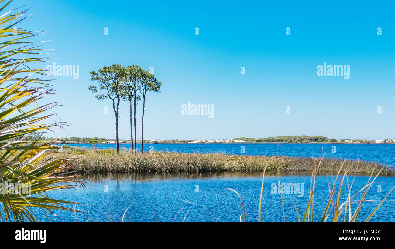 Longleaf Pinien, unberührten weißen Sanddünen line Western Lake, ein Coastal dune Lake an der Golfküste von Florida USA, östlich von Destin. Stockfoto