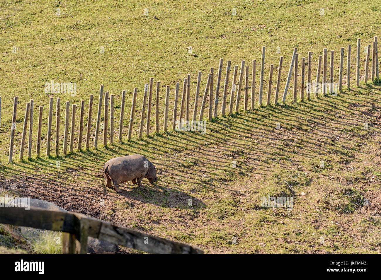 Nilpferd, Tiere im Park des Charakters der Cabarceno, Kantabrien, Spanien, Europa Stockfoto