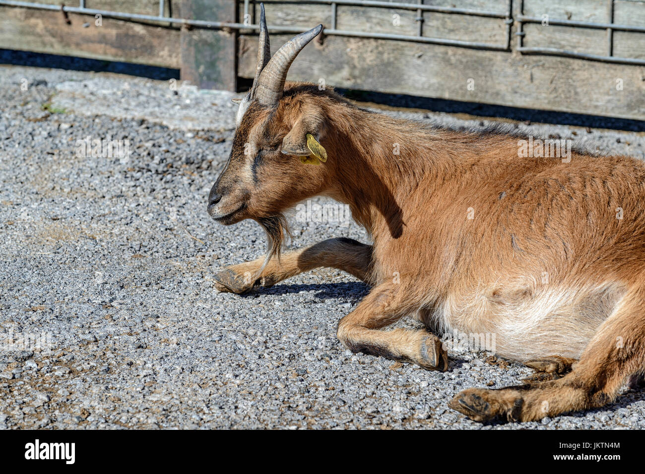 Ziege, Tier im Park des Charakters der Cabarceno, Kantabrien, Spanien, Europa Stockfoto