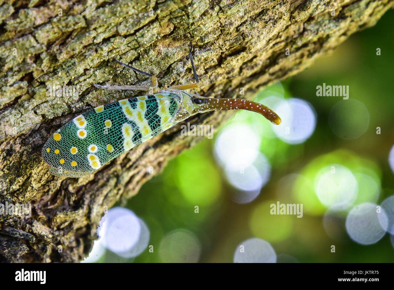 Lantern Fly Insekt auf Baum mit grünen Hintergrund in der Natur Stockfoto