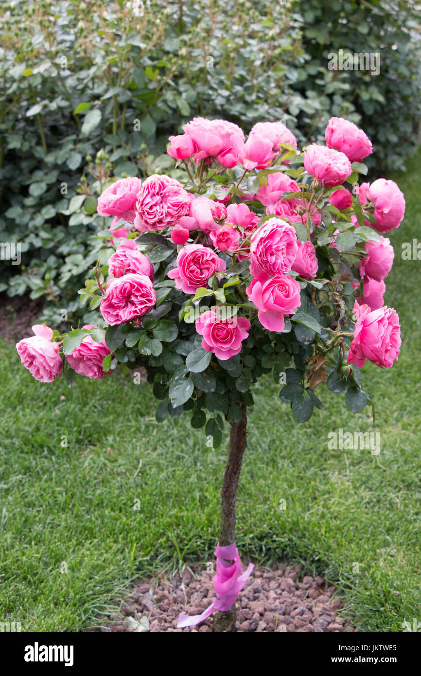 Rose tree -Fotos und -Bildmaterial in hoher Auflösung – Alamy