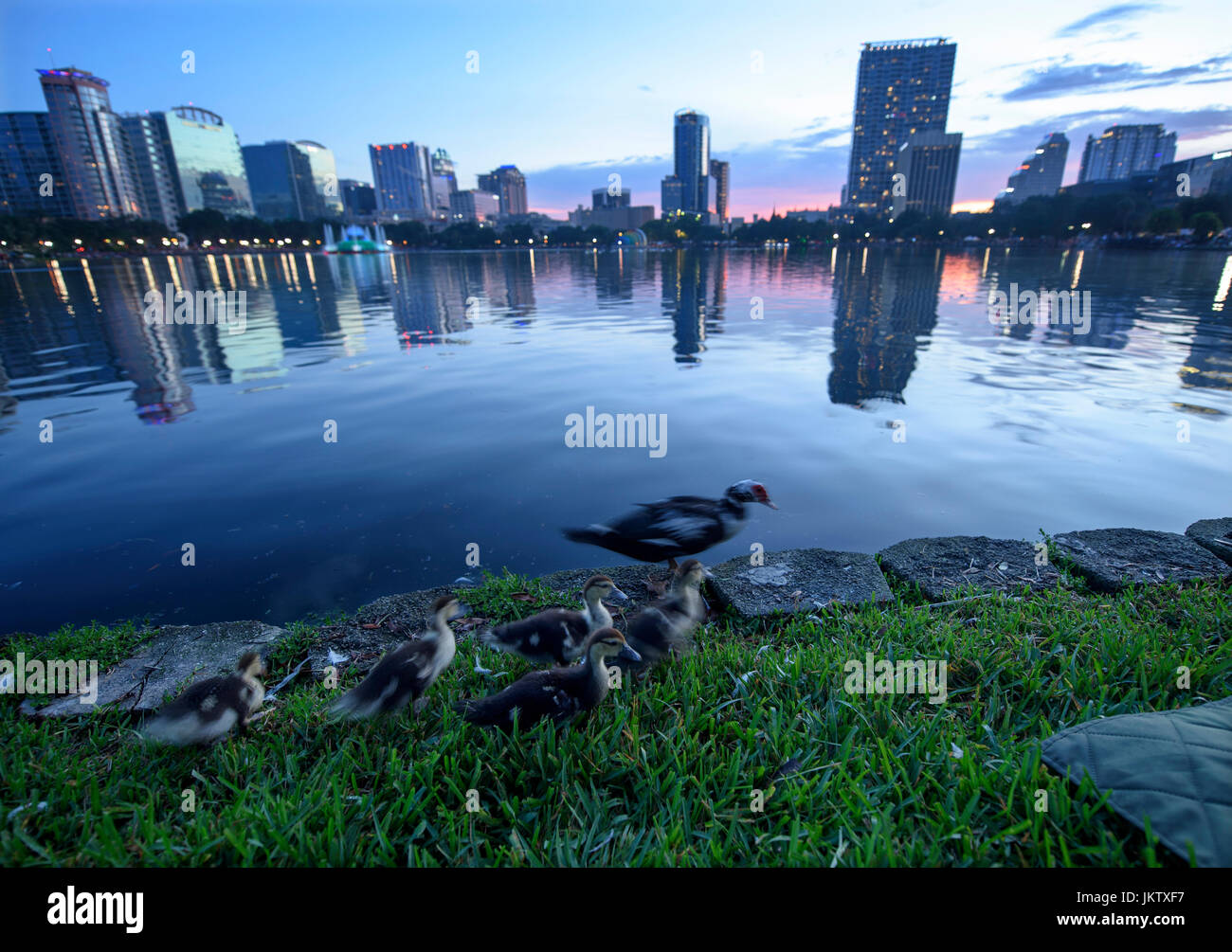 Baby Enten am Lake Eola Park mit der Innenstadt von Orlando, Florida Skyline. Stockfoto
