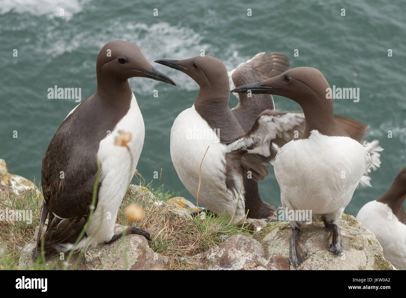 Guillimots auf Felsvorsprung im Fowlsheugh RSPB Naturreservat in der Nähe von Stonehaven, Aberdeenshire, Schottland. Stockfoto