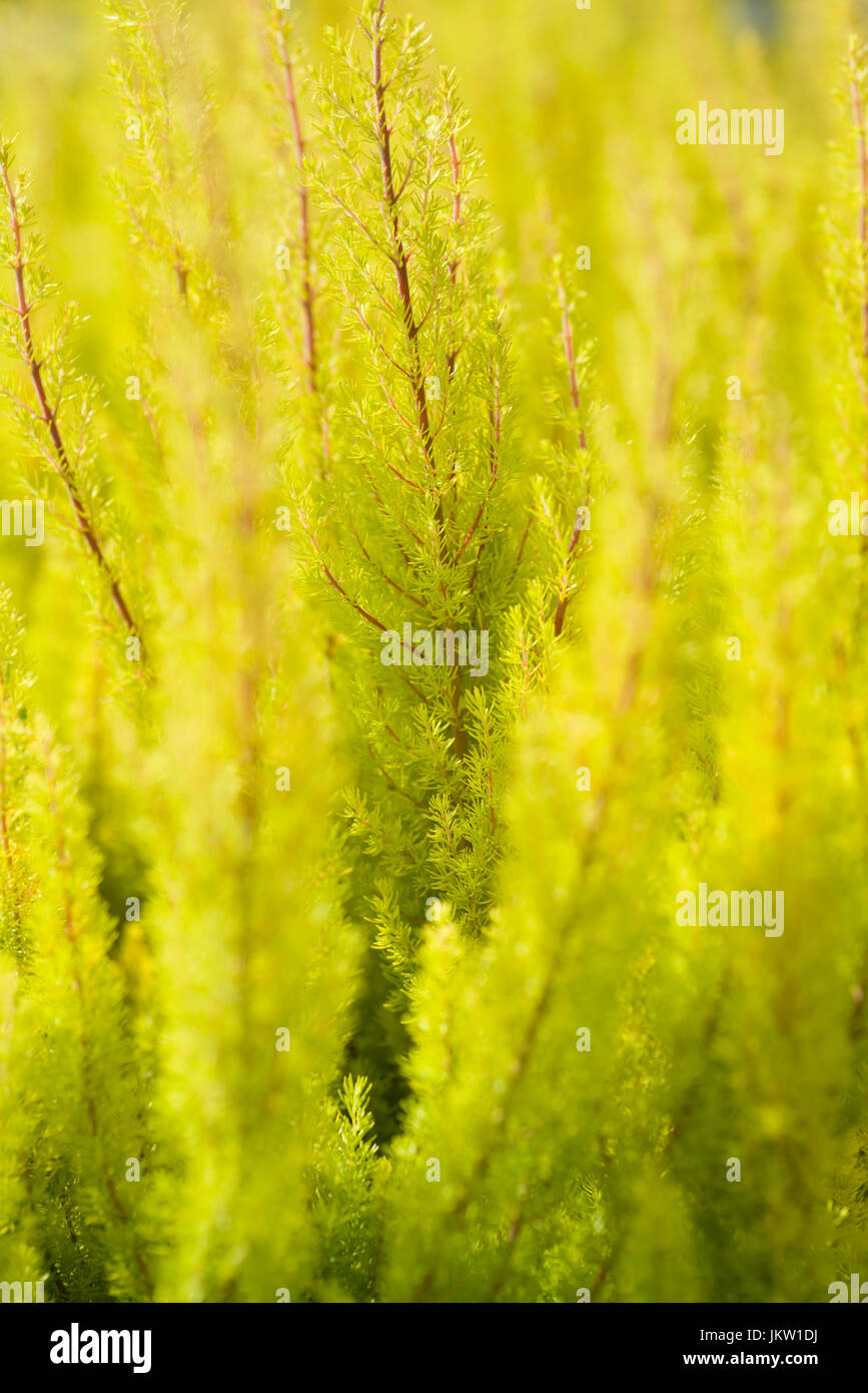 ERICA ARBOREA ALBERTS GOLD Stockfoto