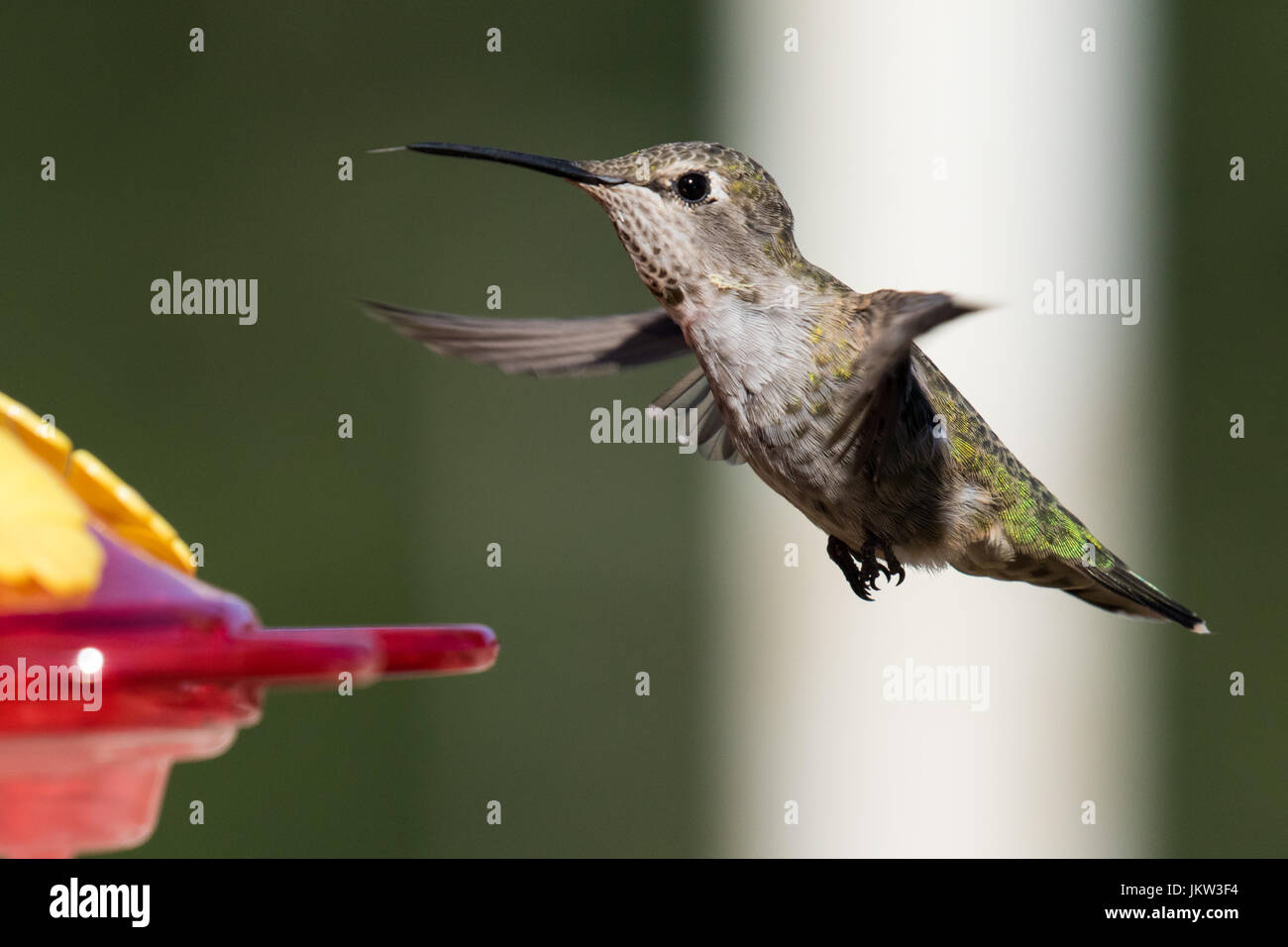 Nahaufnahme der weiblichen Anna Kolibri (Calypte Anna) im Flug. Stockfoto