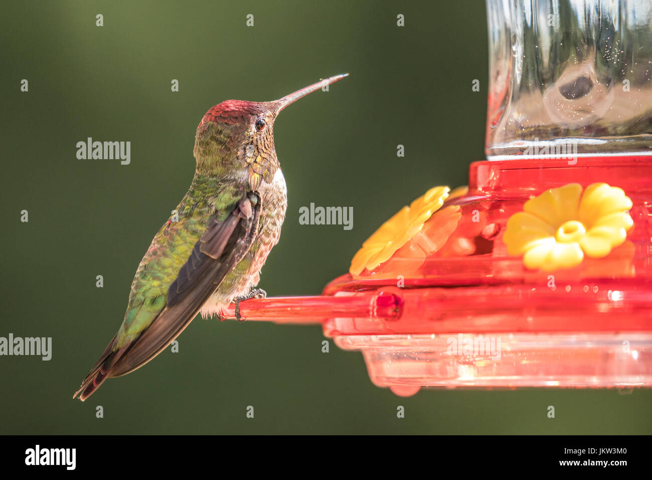 Männliche Anna Kolibri (Calypte Anna) thront auf einem Hinterhof Kolibri Feeder und trinken frisch, Zuckerwasser reinigen. Stockfoto