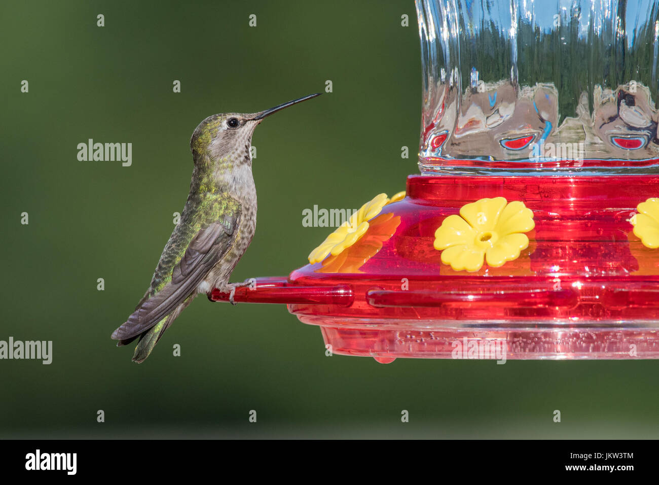 Frau Anna Kolibri (Calypte Anna) trinken frisch, reinigen Zuckerwasser aus einem Hinterhof Kolibri Feeder. Stockfoto