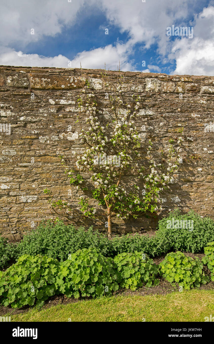 Apfelbaum als ein Spalier gegen hohe Mauer in englischen Garten angebaut Stockfoto