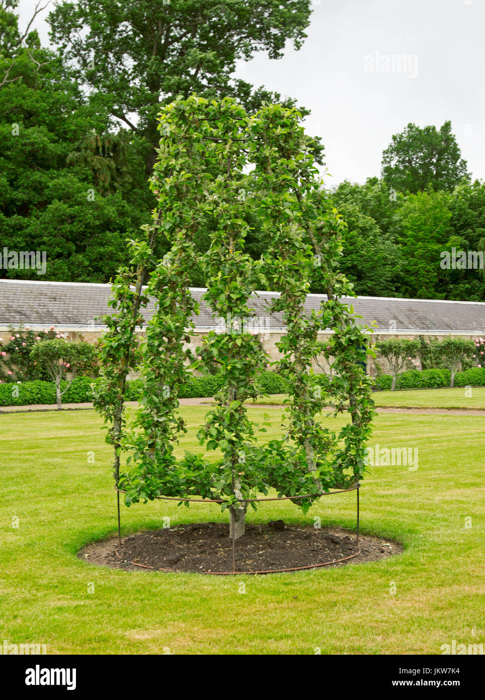 Apple Tree Gron auf Stahlrahmen Stockfoto