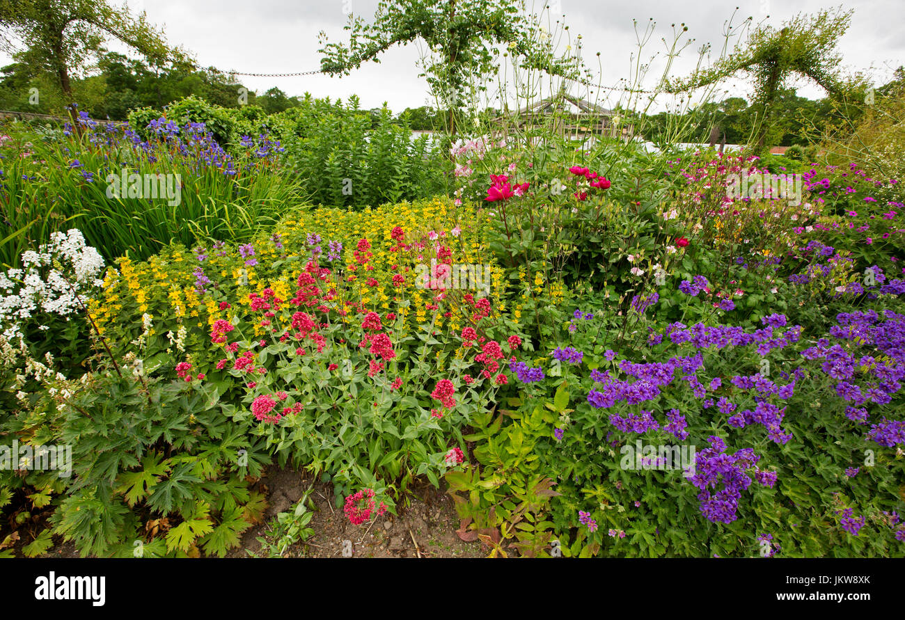 Bauerngarten in Großbritannien mit bunten Blumen, rot, gelb, lila und weiß, mit smaragdgrünen Laub Stockfoto