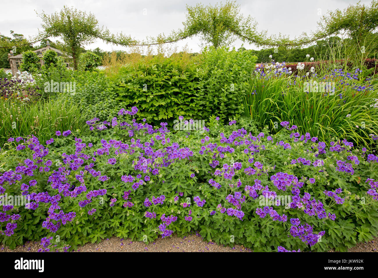 Bauerngarten in Großbritannien dominiert Masse lila blühenden Geranien Stockfoto