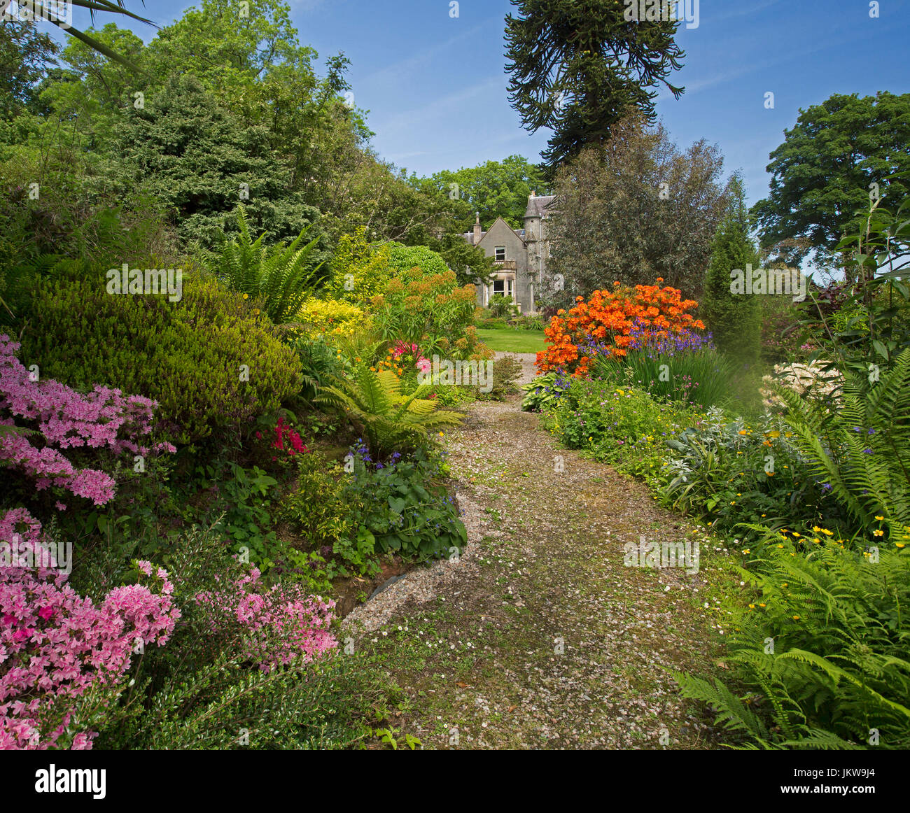 Bunte Garten mit Azaleen, Rhododendren und Farnen mit Weg zum entfernten Haus auf Insel von Bute, Schottland Stockfoto