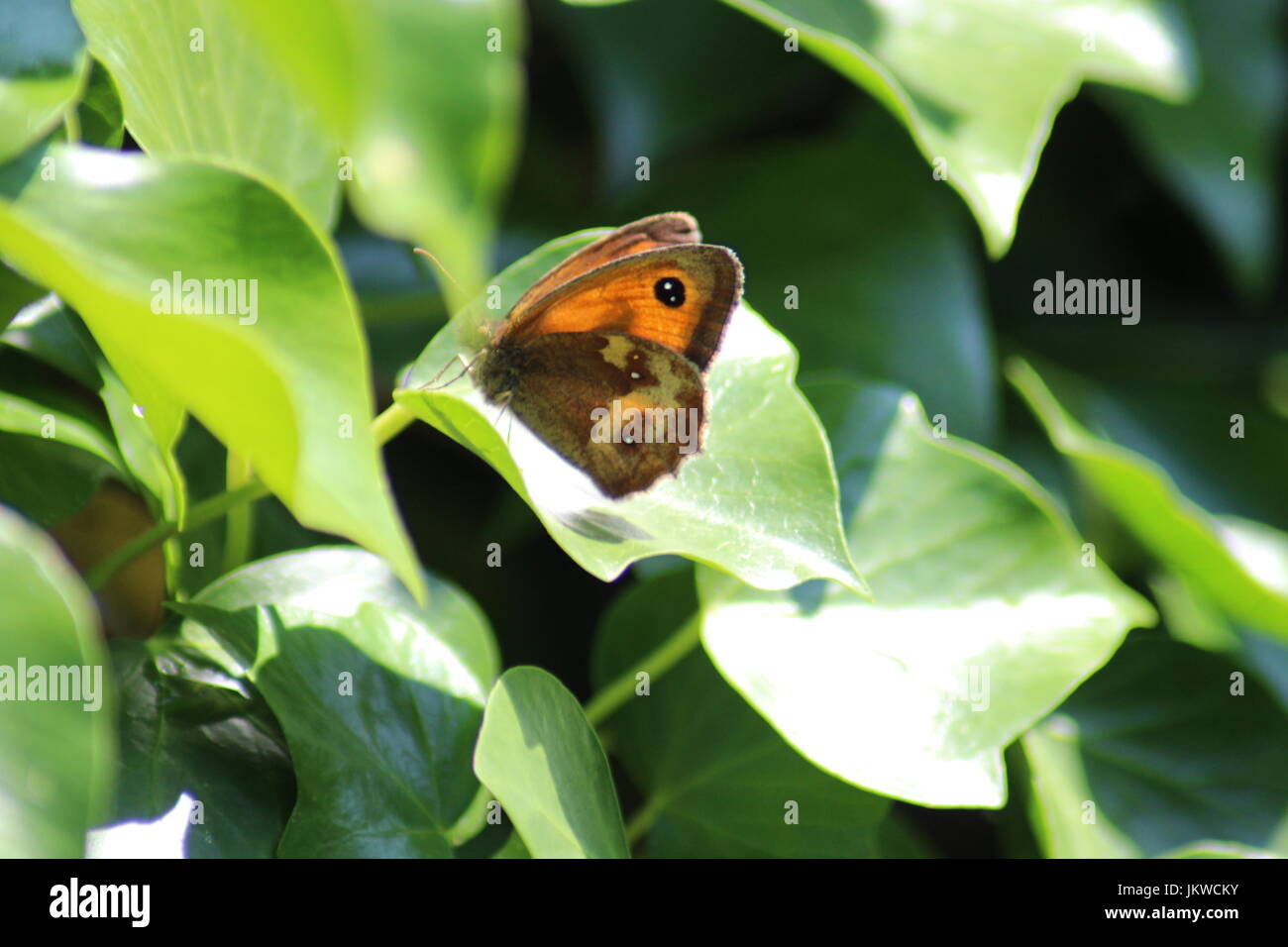 Gatekeeper Schmetterling auf Blatt Stockfoto