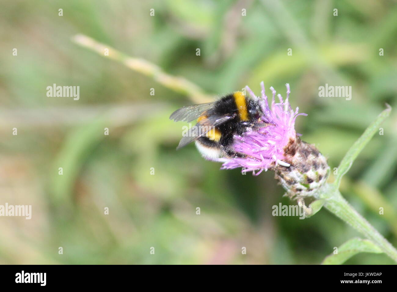 White-tailed Hummel Stockfoto