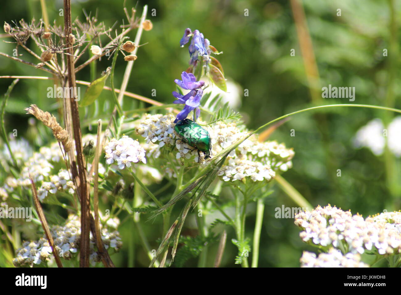 Rose Chafer an Wildblumen Stockfoto