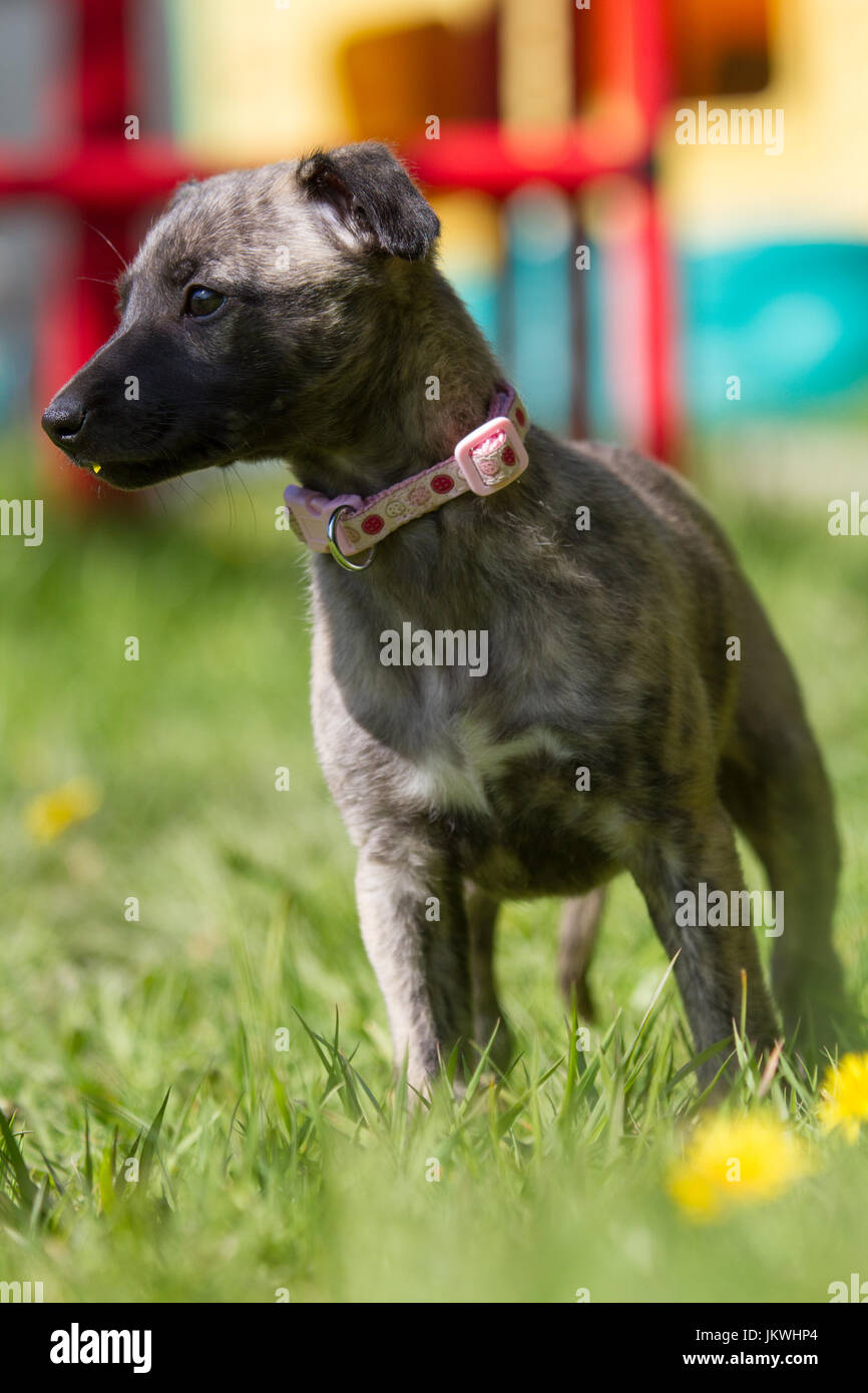 Whippet-Welpe mit rosa Halsband Stockfoto