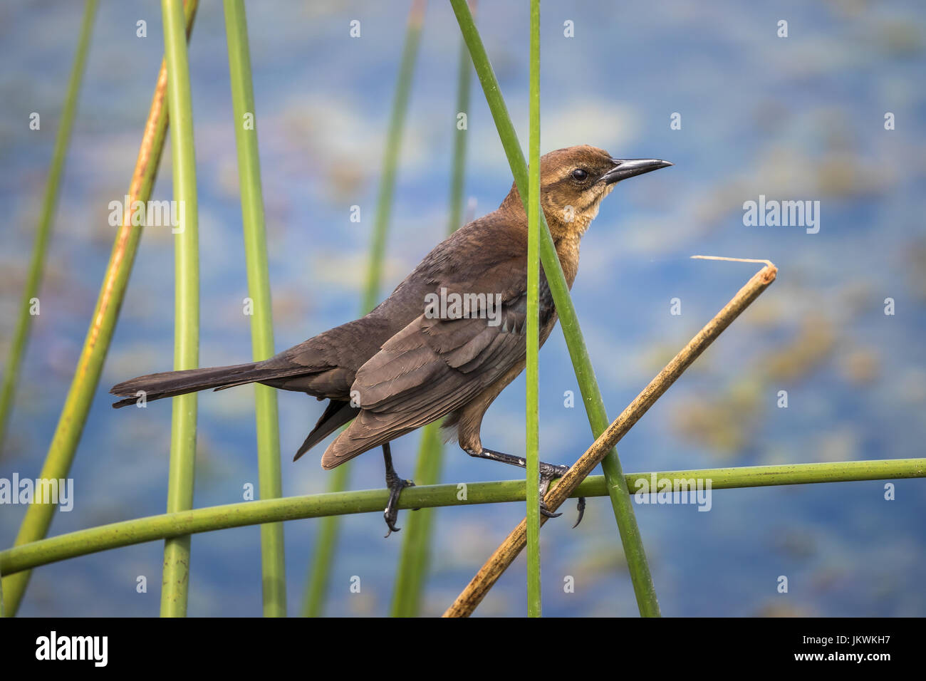 Dieses große-tailed Grackle (weiblich) thront auf Schilf an der Seite eines Sees in der Viera Feuchtgebiete, Florida, USA. Stockfoto