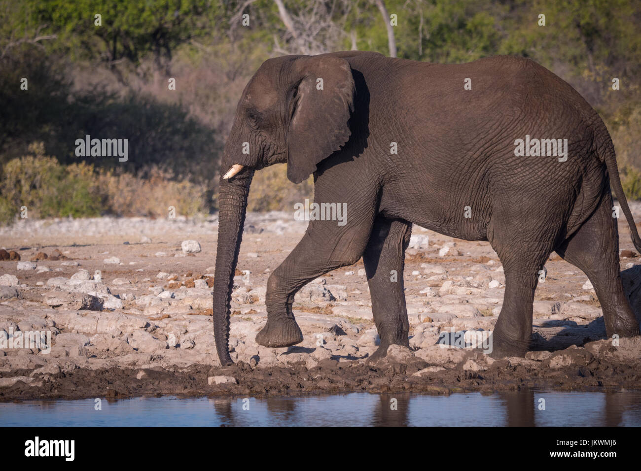 Elefant im Etosha Nationalpark Wasserloch, Namibia, Afrika Stockfoto