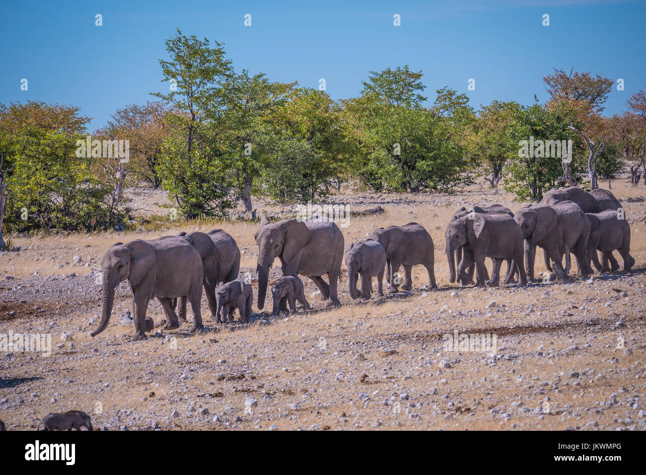 Herde von Elefanten nach Wasserloch, Etosha Nationalpark, Namibia, Afrika Stockfoto